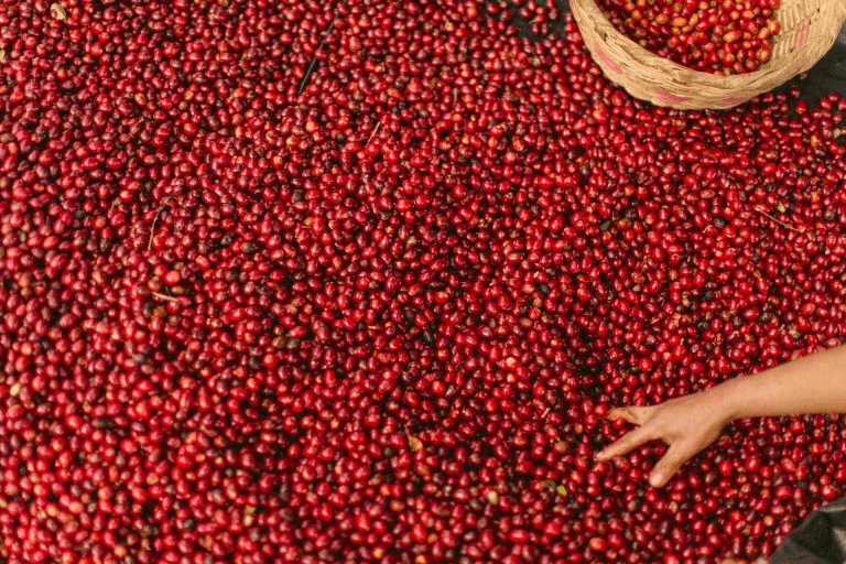 cerezas de cafe se secan en un patio en una finca en Brasil