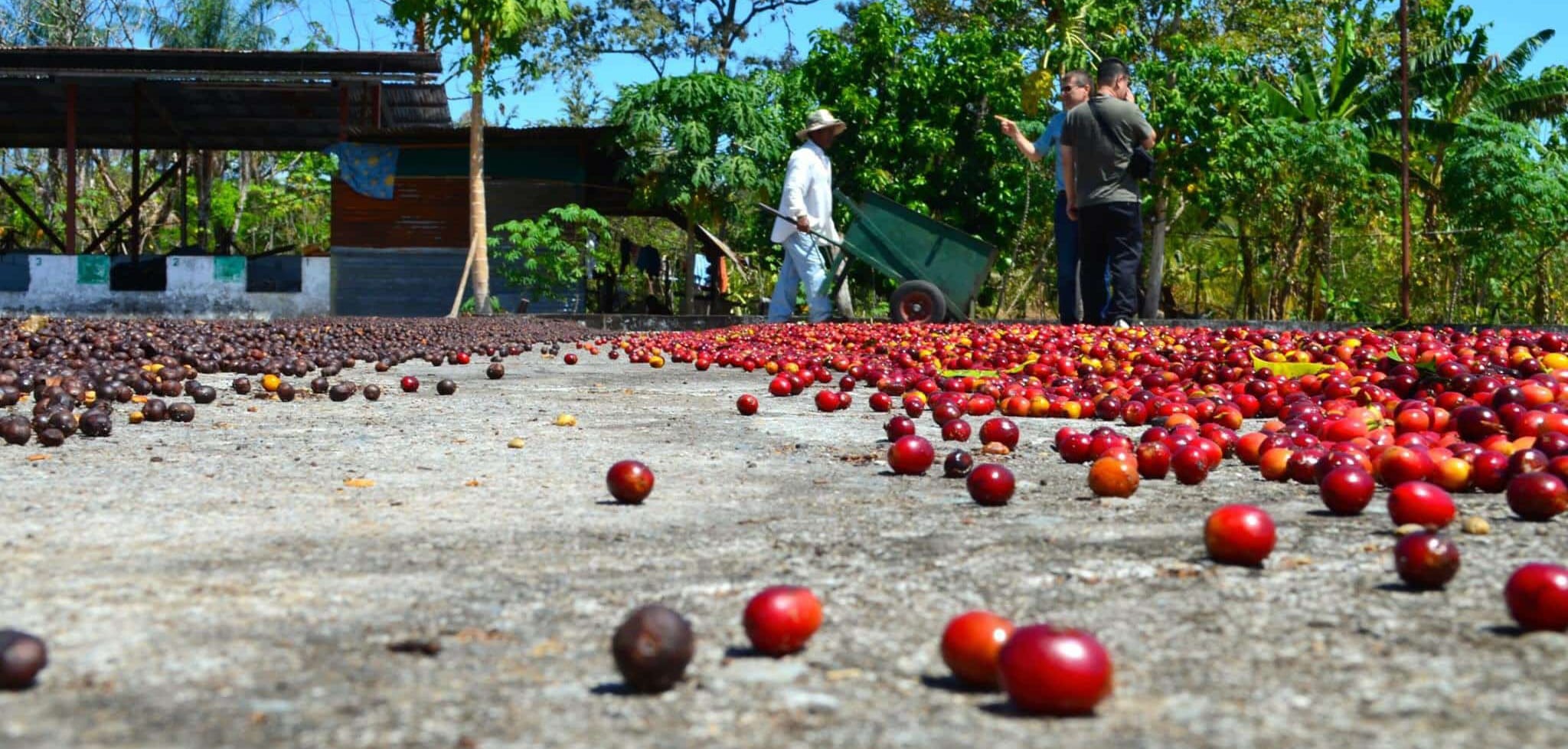 Coffee cherries drying on a patio