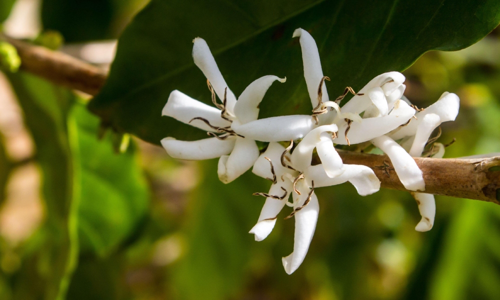 Floración de árbol de café