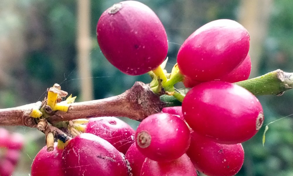 Frutos del cafeto