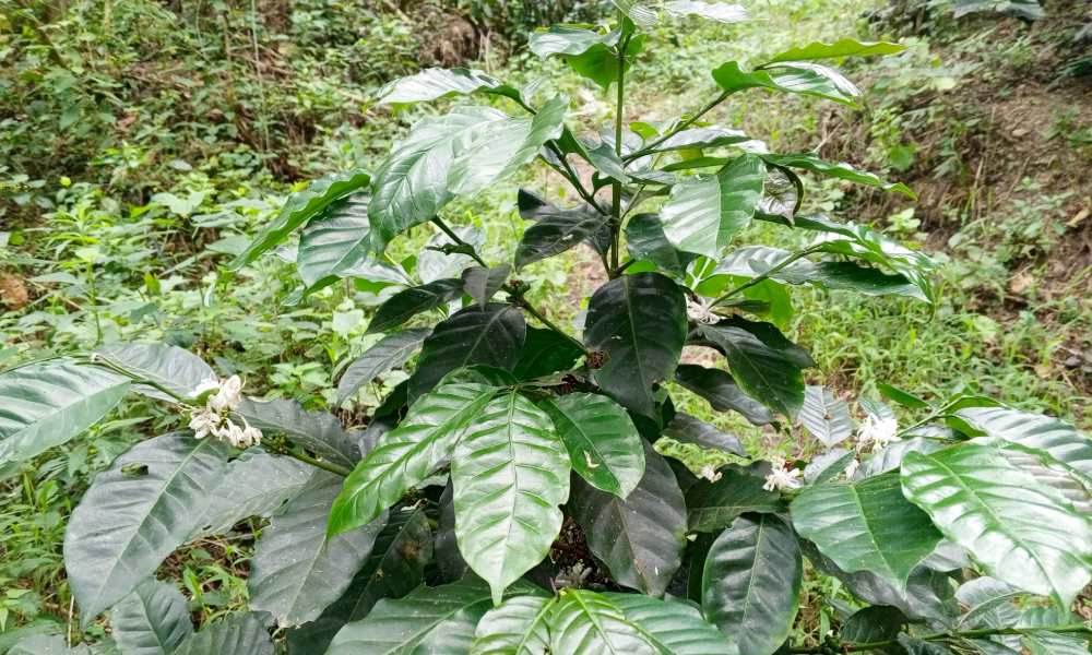 Árbol de café