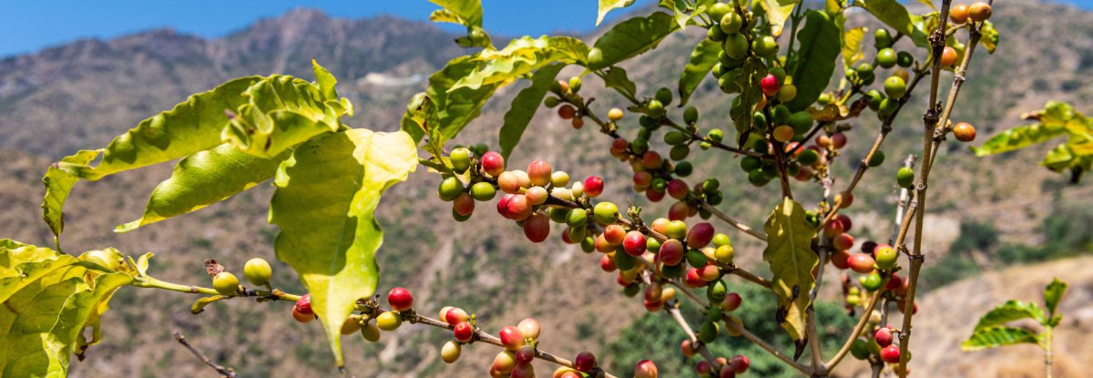 ¿El desarrollo urbano está causando el declive de las plantaciones de café en Colombia?