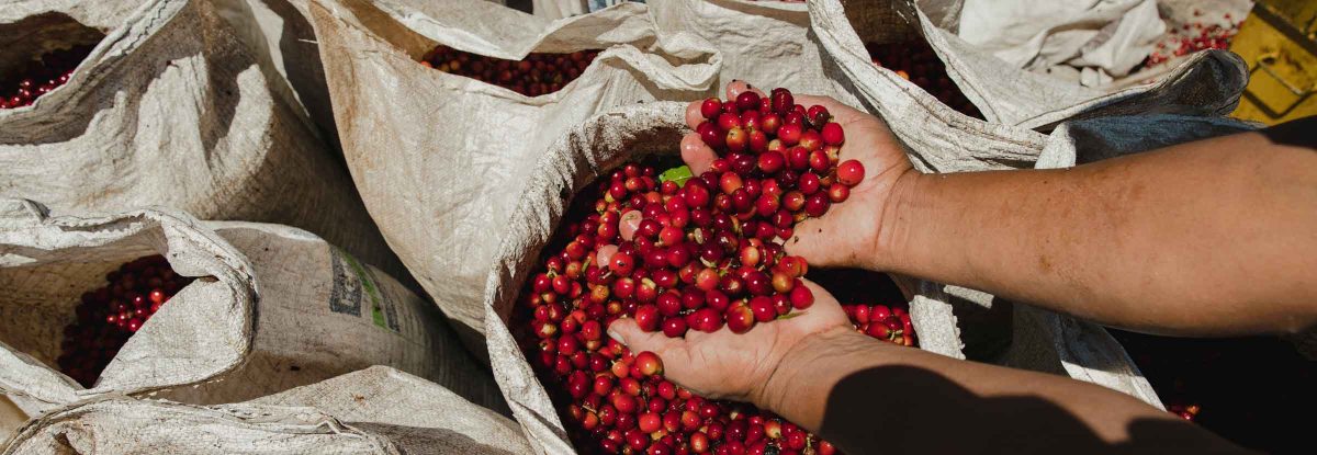 Variedades de café ultra raras: cómo surgen y decaen