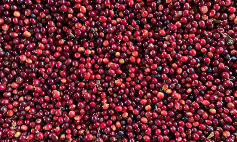 Cerezas de café bajo en cafeína