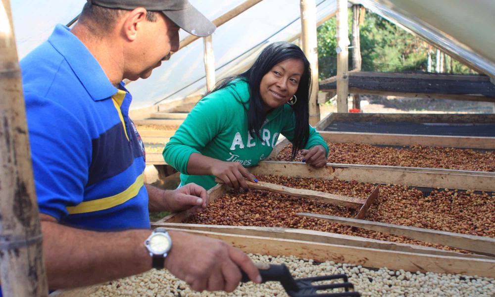 Productores de café en campo