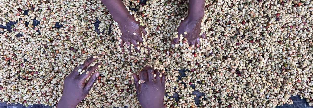 La importancia de optimizar los recursos naturales en las fincas cafeteras