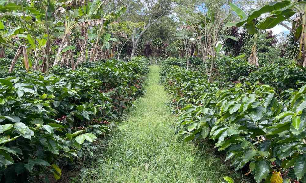 Finca cafetera