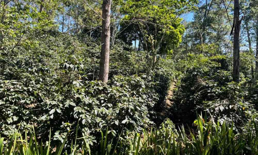 Cultivo de café