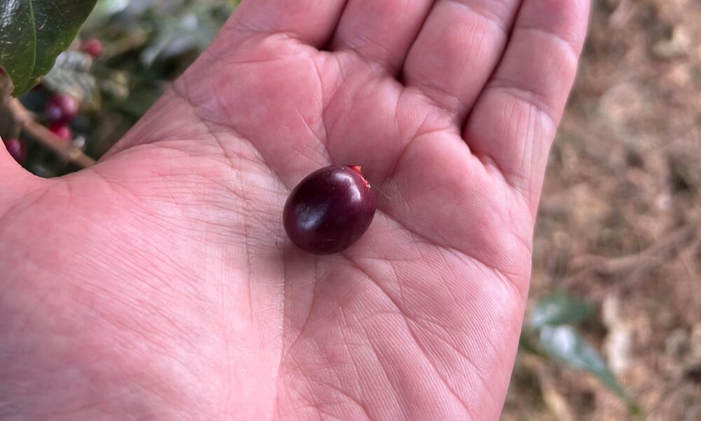 Cereza de café