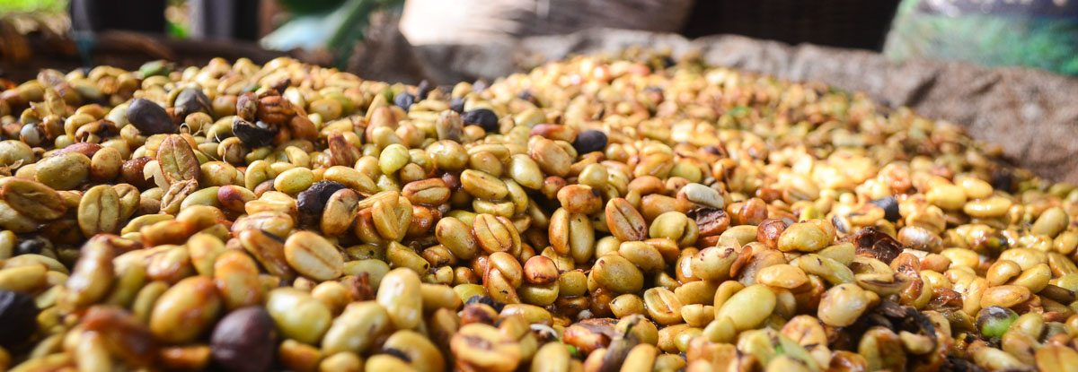 Productores y tostadores: ¿cómo desarrollar perfiles de sabor específicos para el café de especialidad?