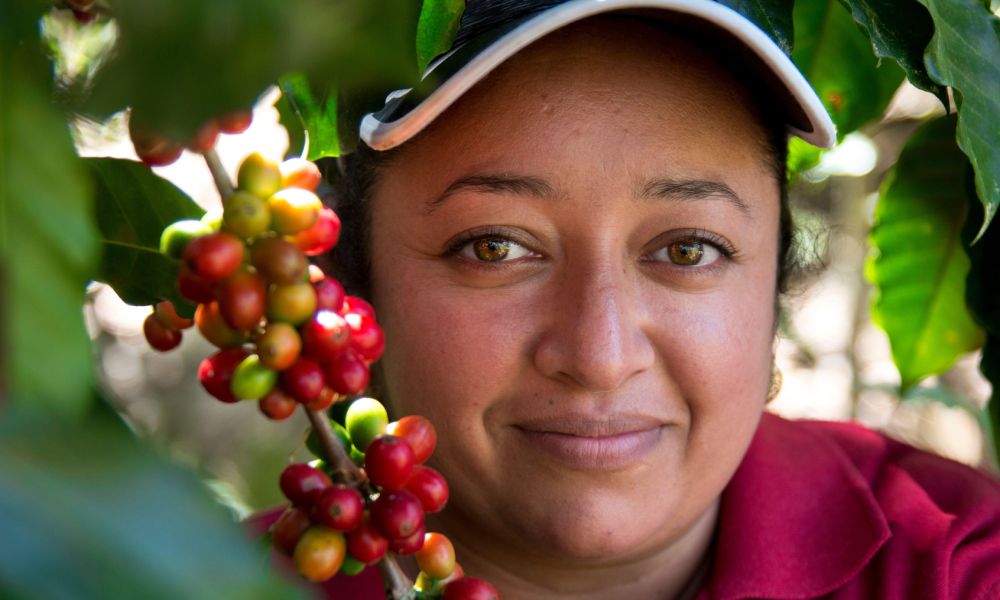 Productora de café en cultivo