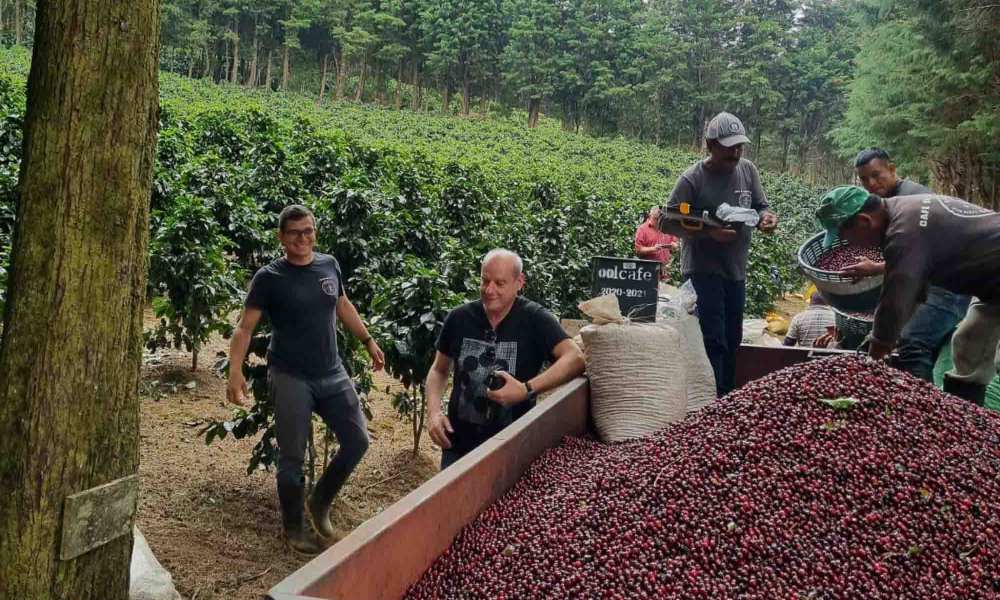 Trabajos en finca de café