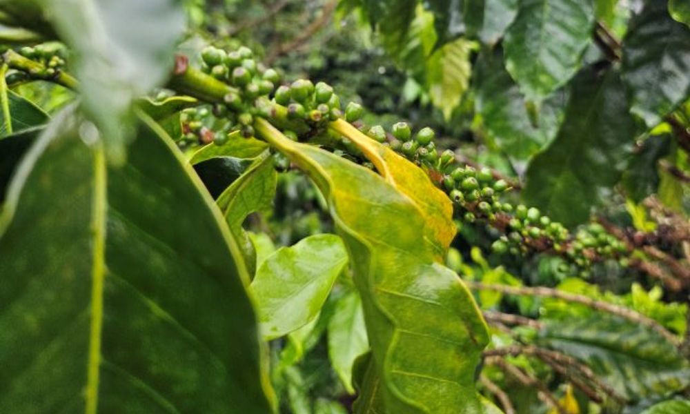 Hojas de árbol de café