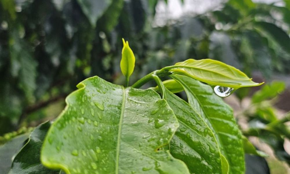 Demanda de agua en los cafetos