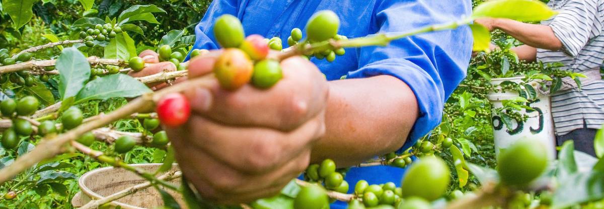 De esta forma el estrés hídrico afecta la producción de café