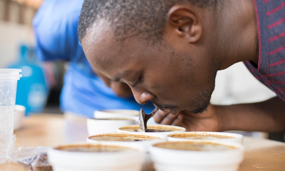 Catador de café