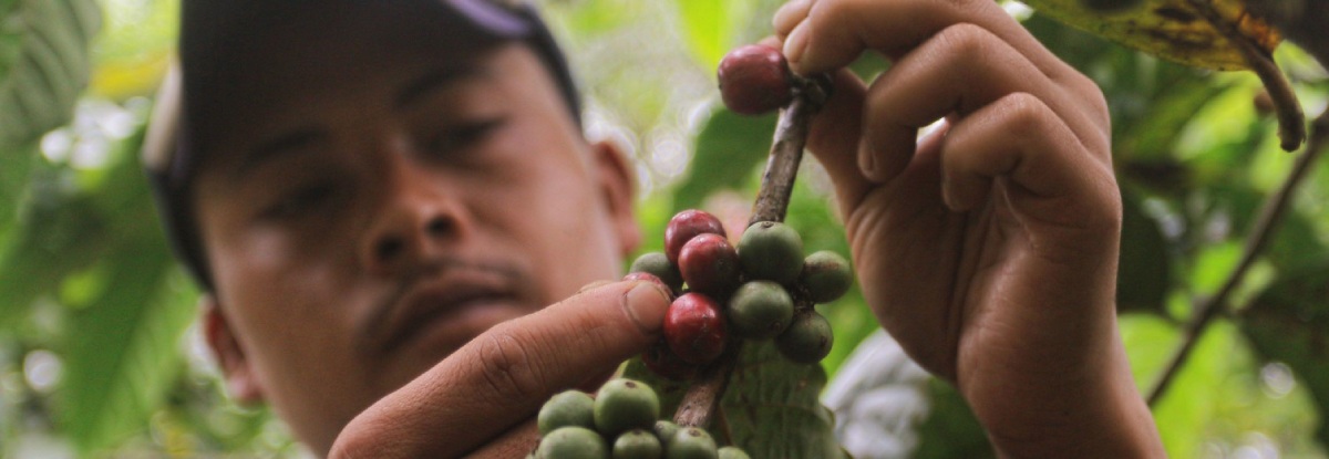El café de especialidad tiene lugar en el movimiento de la finca a la mesa pero es complejo