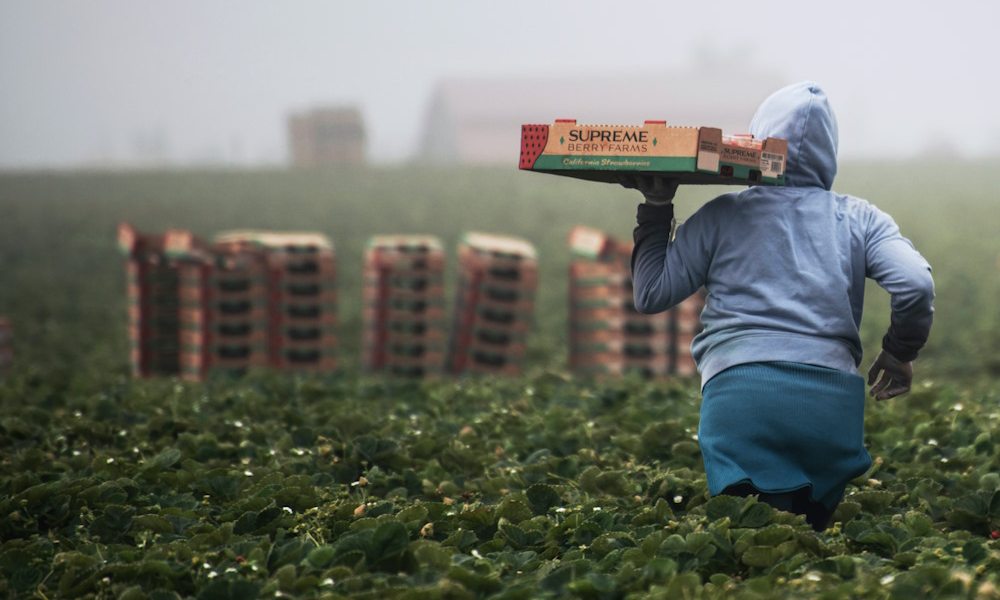 Agricultora en campo