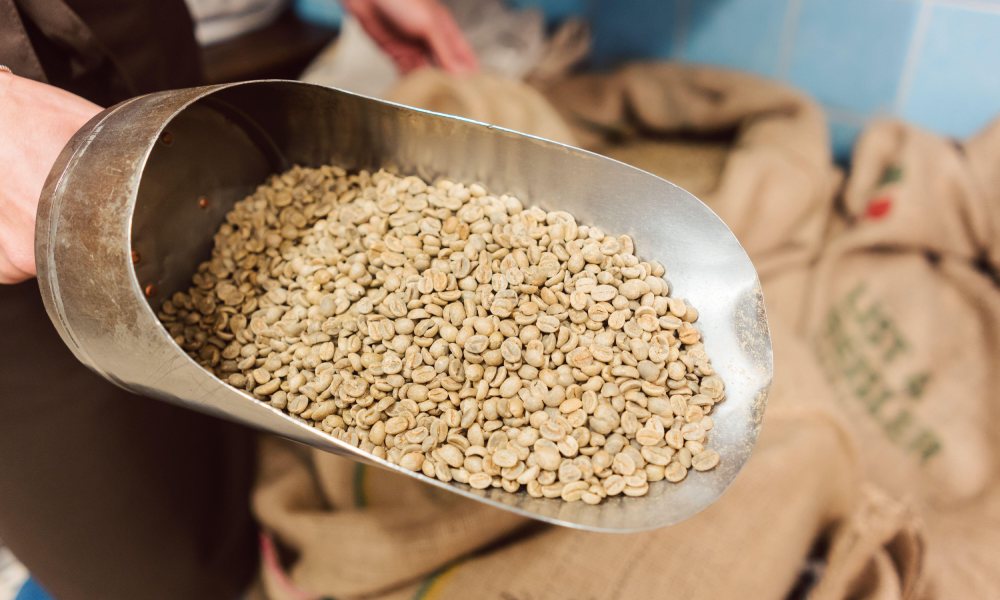 Granos de café en verde
