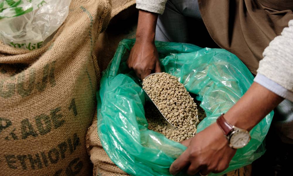 Café verde para exportación