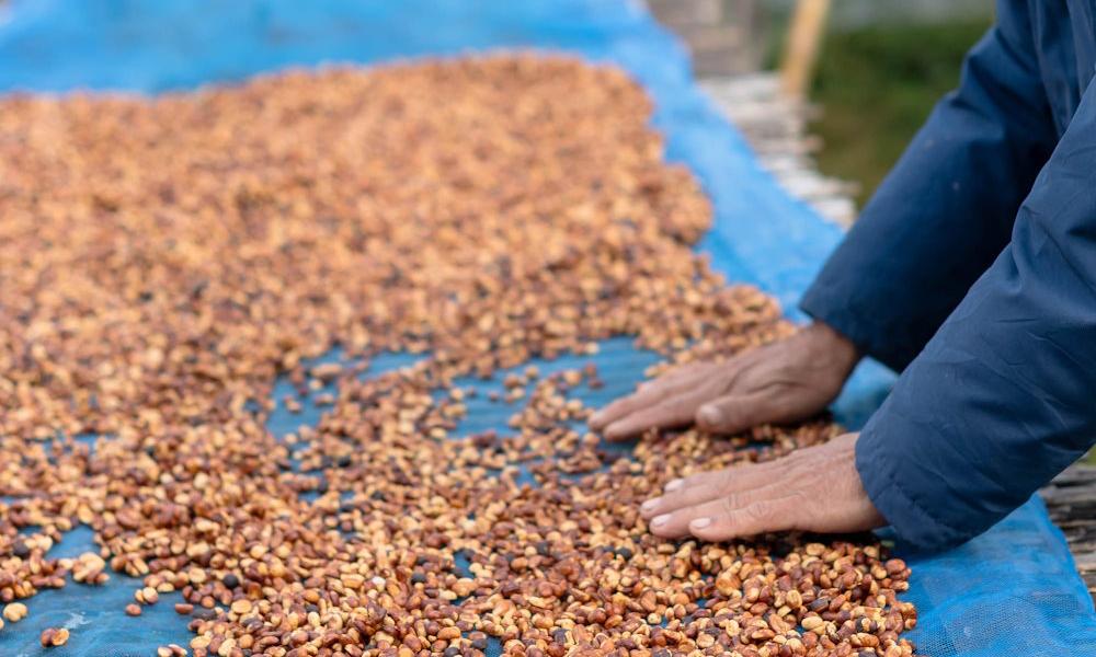 Proceso de secado de café