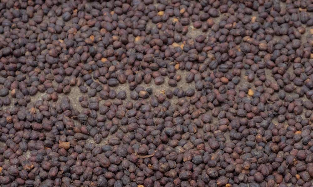 Granos de café