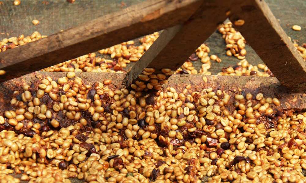 Fermentación de café