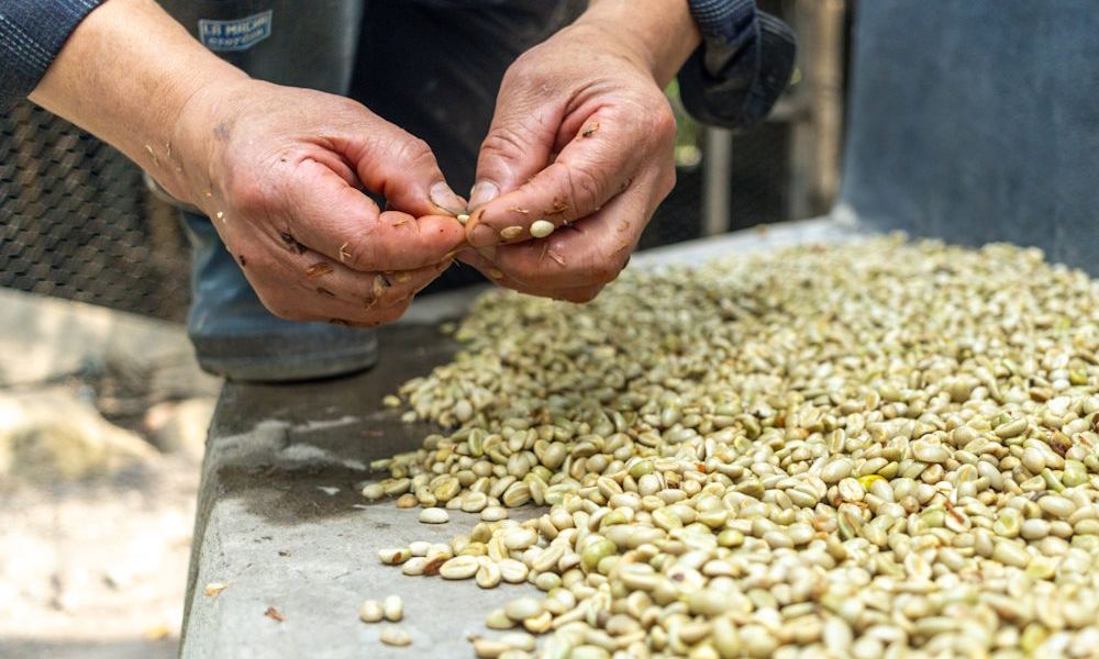 Granos de café verde