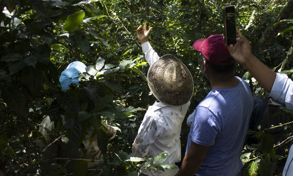 Productores de café en campo