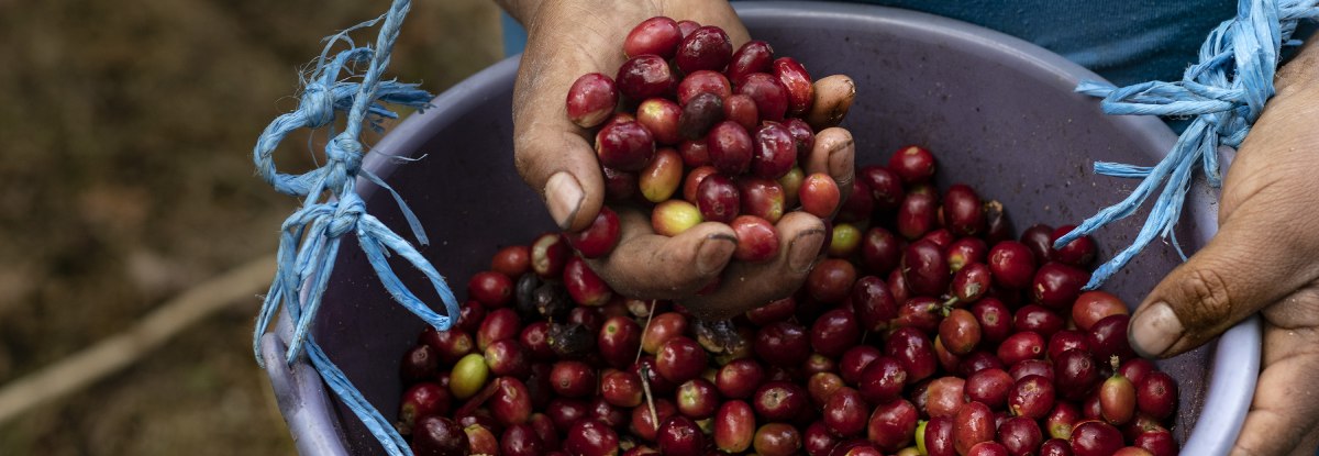 Durante los altos precios del café, es crucial que los productores inviertan en su futuro