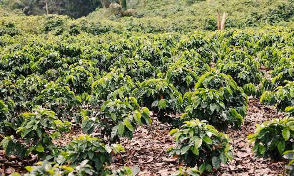 Cultivo de café