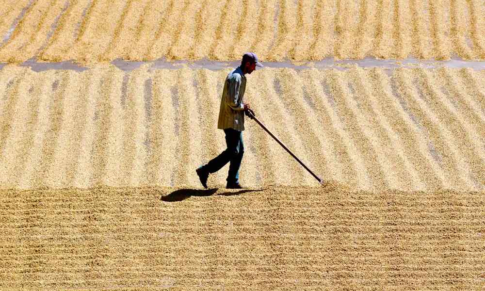 Trabajador de finca cafetera