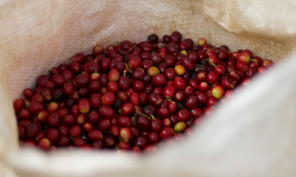 Recolección de café