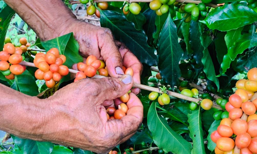 Cosecha de café madura