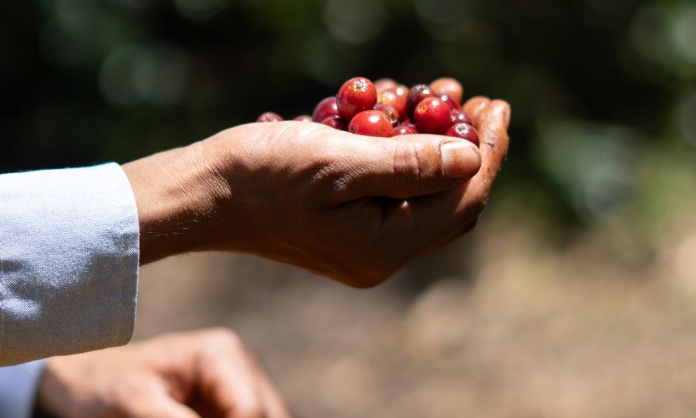 Revisión de cerezas de café