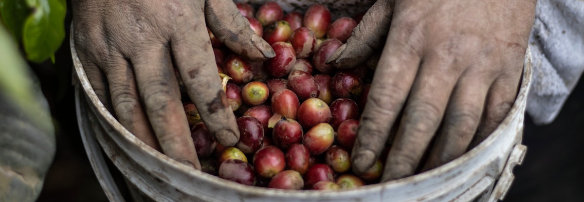 ¿Qué aprendizajes deja la crisis arancelaria en el sector cafetero?
