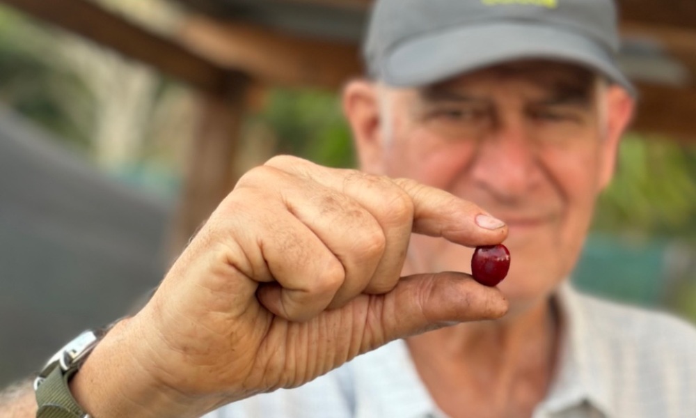 Cereza de café