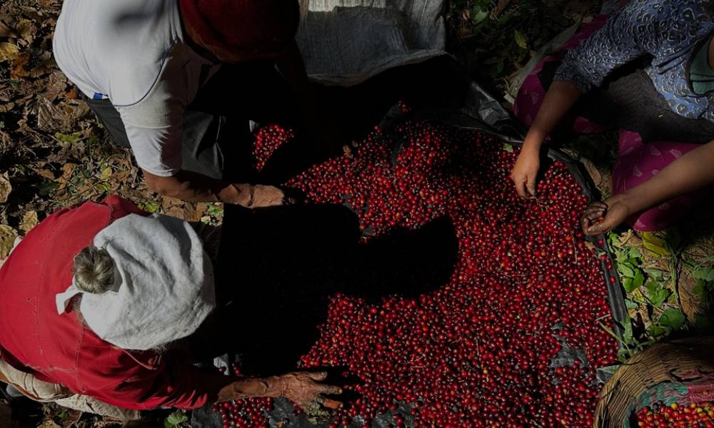 Selección de cerezas de café