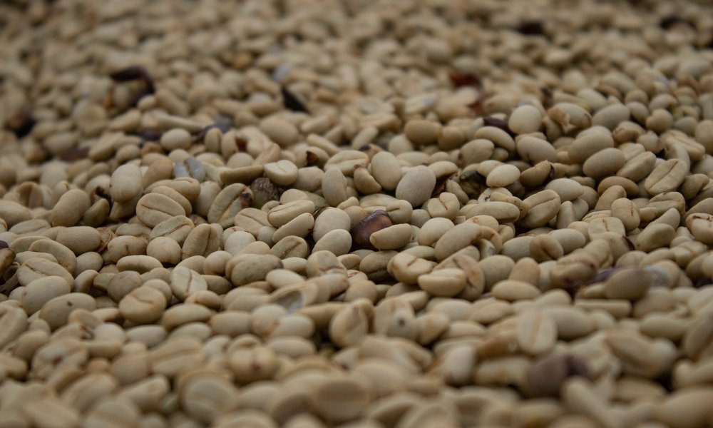 Café verde en proceso de secado