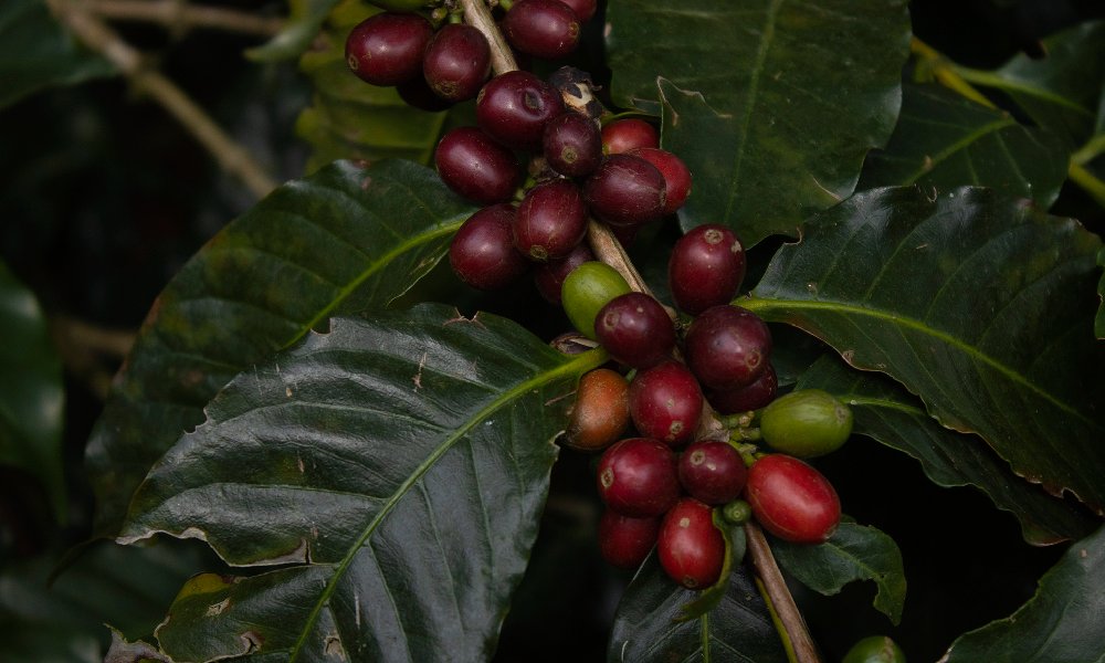Frutos de café madurados