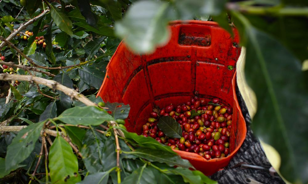 Recolección de cosecha de café