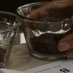 ¿Por qué el Caturra se sigue posicionando en las competencias de calidad?