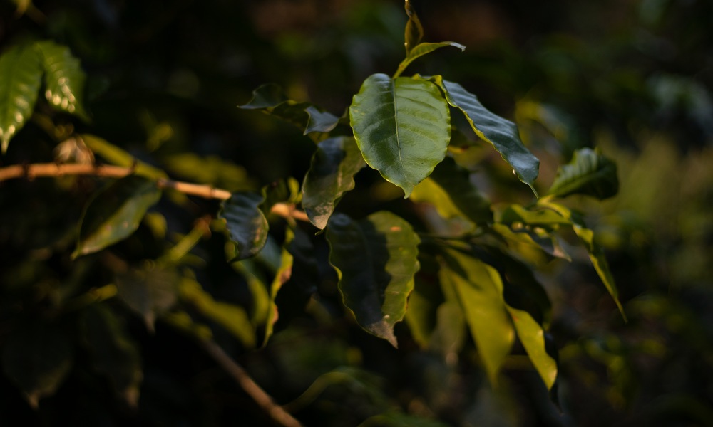 Cultivo de café Catuaí