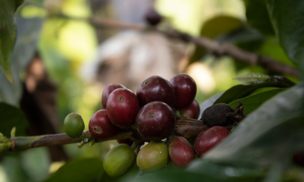 Maduración de frutos de café