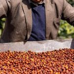 ¿Cómo Nepal se está consolidando como origen de café de especialidad?
