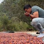 ¿El lavado del café puede alterar el perfil sensorial más de lo que creemos?