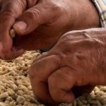 ¿El tamaño del lote de café afecta el resultado de un mismo proceso?