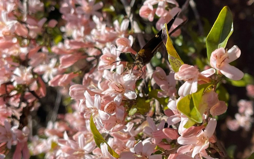 Borboleta sobre ramos de flores rosadas de um cafeeiro