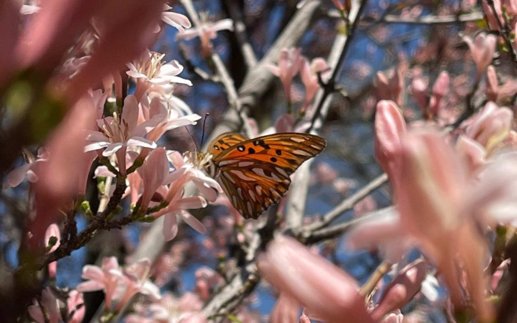 Borboleta amarela sobre ramo florido de um pé de café