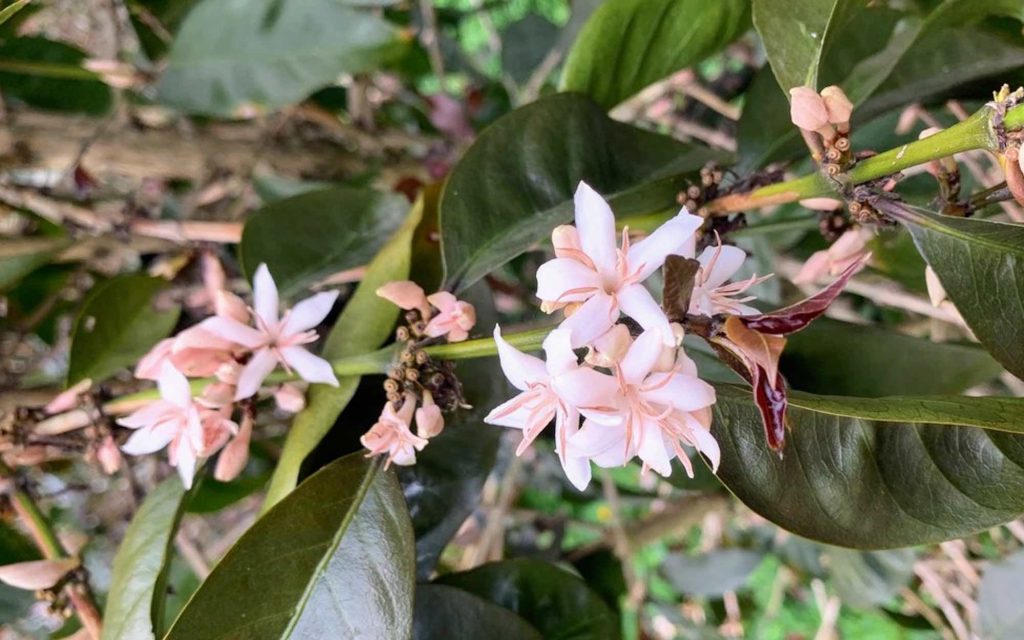 ramo de cafeeiro florido